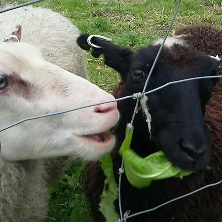Ollila Rantamoekit Dağ evi