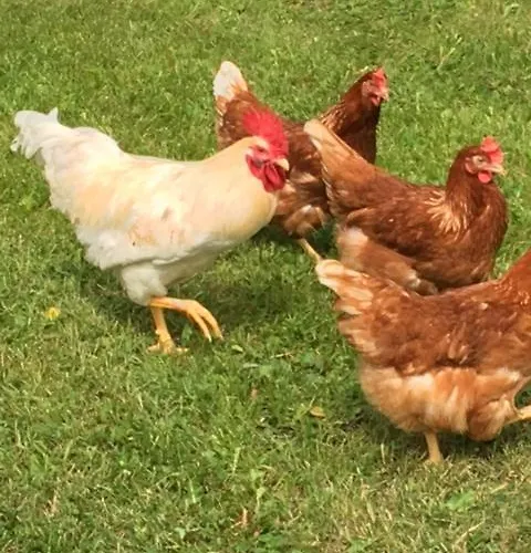 Ollila Rantamoekit Chalet Kerimaki